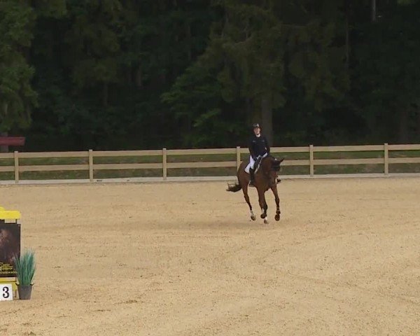 Reitturnier Tiefenhof/Opf. 2024