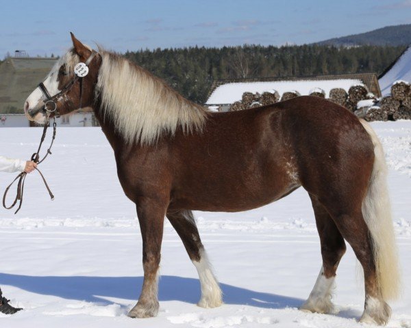 broodmare Henni (Black Forest Horse, 2017, from Maitanz)