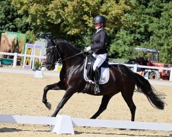 dressage horse Dark Finn (German Riding Pony, 2003, from Del Mondo)