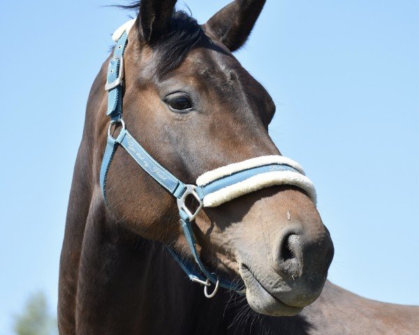 dressage horse Supergirl (Oldenburg, 2018, from Don Martillo)