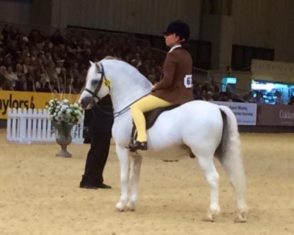 Deckhengst Heniarth Quinnell (Welsh Mountain Pony (Sek.A), 2002, von Gwynrhosyn Frenin)