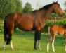broodmare Soterma (Royal Warmblood Studbook of the Netherlands (KWPN), 1999, from Guidam)