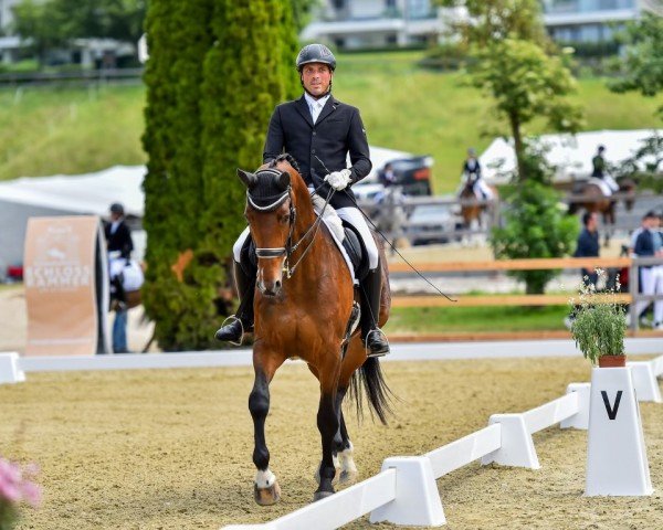 dressage horse Blütenzauber F (Hanoverian, 2014, from Beltano)