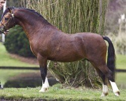 Pferd Ysselvlieds Irresistible (Welsh Mountain Pony (Sek.A), 2010, von Vechtzicht's Hywel)