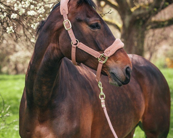 Springpferd Clarina Villagana (Rheinländer, 2018, von Connor 48)