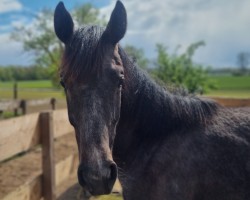 Springpferd Cabella (Deutsches Sportpferd, 2023, von Cellado 2)