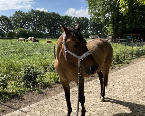 horse Snoopy of Dry Doc (Quarter Horse, 2000, from Pre Mania Jack)