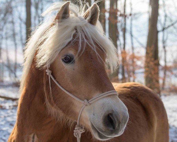 Pferd Nevado (Edelbluthaflinger, 2013, von Nordlicht)