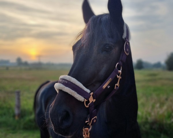 horse Carlo (German Riding Pony, 2006, from Colonel)