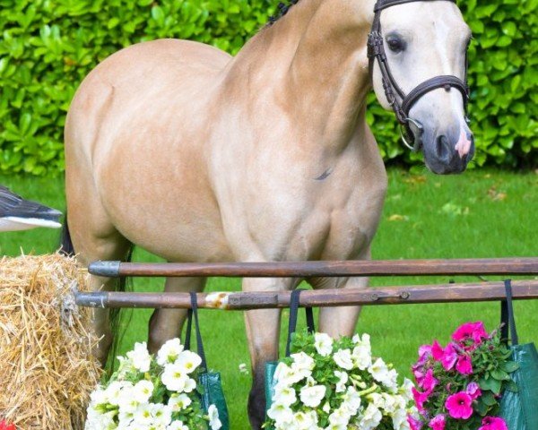 Pferd Skip (Welsh Mountain Pony (Sek.A), 2019, von Ysselvlieds Irresistible)