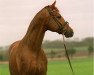 horse Andiamo (Hanoverian, 1986, from Absatz)