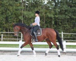 dressage horse Belissima 29 (Hanoverian, 2005, from Belissimo NRW)