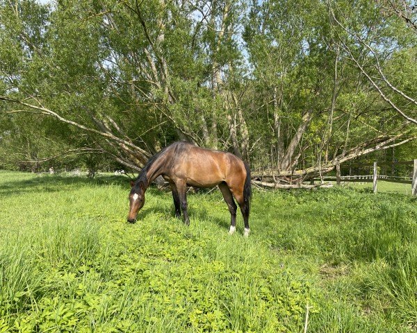 Pferd Sternschnuppe (Mecklenburger, 2021, von Sergeant Pepper I)