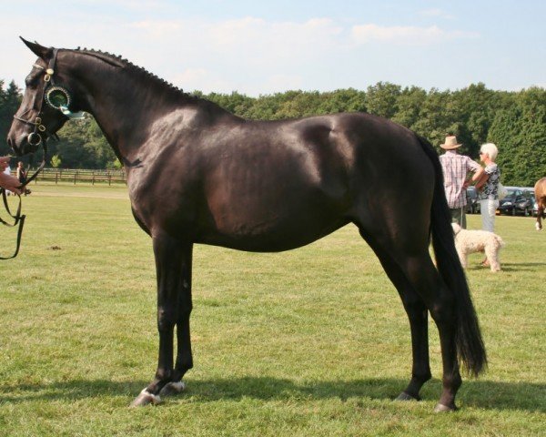 Zuchtstute Castenrayseweg Black Beauty (Nederlands Welsh Ridepony, 2005, von Leuns Veld's Lord)