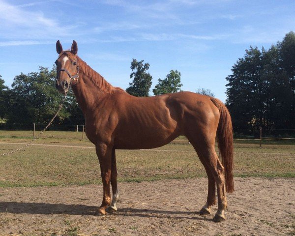 broodmare Vaike (Mecklenburg, 2005, from Venu du Theil)