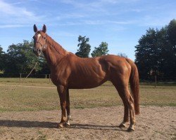 broodmare Vaike (Mecklenburg, 2005, from Venu du Theil)