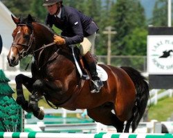 stallion Grafiti van den Bisschop (Belgian Warmblood, 2006, from Darco)