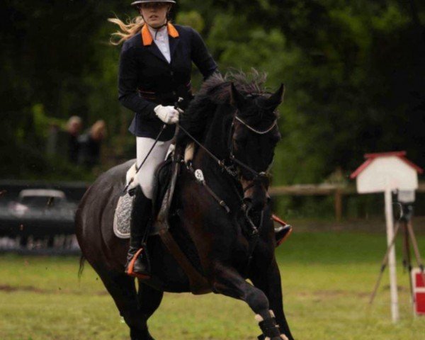 dressage horse Gangster B 3 (KWPN (Royal Dutch Sporthorse), 2017, from Galaxie)