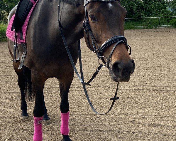 dressage horse Smilla 149 (Hanoverian, 2017, from Silberschmied)