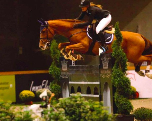 broodmare Berona (KWPN (Royal Dutch Sporthorse), 2006, from Corland)