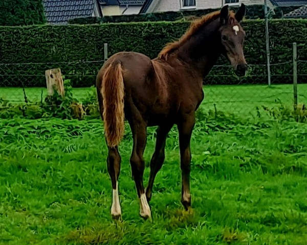 dressage horse Vaiana HL (Westphalian, 2023, from Vision)