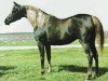 broodmare Nabielette ox (Arabian thoroughbred, 1974, from Nabiel EAO)