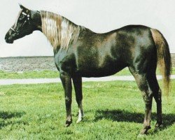 broodmare Nabielette ox (Arabian thoroughbred, 1974, from Nabiel EAO)