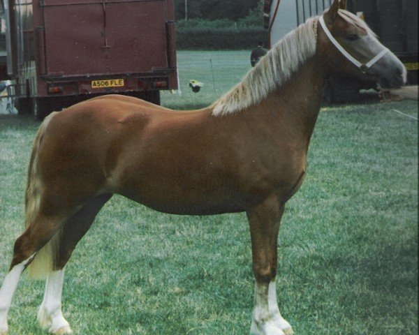 broodmare Rainhill Amber (Welsh-Cob (Sek. D), 1994, from Ebbw Amber Flash)