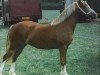 Zuchtstute Rainhill Amber (Welsh-Cob (Sek. D), 1994, von Ebbw Amber Flash)