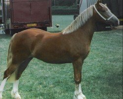 Zuchtstute Rainhill Amber (Welsh-Cob (Sek. D), 1994, von Ebbw Amber Flash)