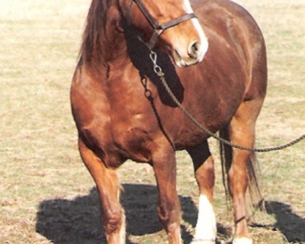 broodmare Cwrtymynys Tranquility (Welsh-Cob (Sek. D), 1984, from Heliguchel Craddock)