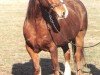 Zuchtstute Cwrtymynys Tranquility (Welsh-Cob (Sek. D), 1984, von Heliguchel Craddock)