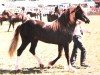 Deckhengst Penlluwch Caradog (Welsh-Cob (Sek. D), 1983, von Heliguchel Craddock)