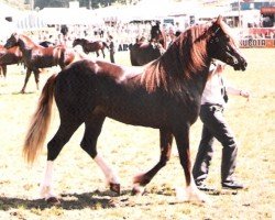 Deckhengst Penlluwch Caradog (Welsh-Cob (Sek. D), 1983, von Heliguchel Craddock)