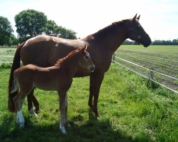 broodmare Kyrouge (Oldenburg, 2011, from Belissimo NRW)