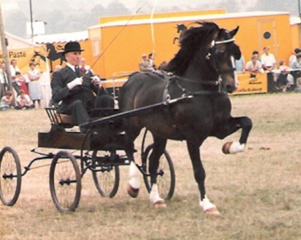 Deckhengst Rhosymeirch Flyaway (Welsh-Cob (Sek. D), 1974, von Parc Welsh Flyer)