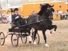 stallion Rhosymeirch Flyaway (Welsh-Cob (Sek. D), 1974, from Parc Welsh Flyer)