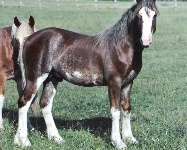 Pferd Rainhill Lloyd (Welsh-Cob (Sek. D), 2004, von Newydd Lloyd)