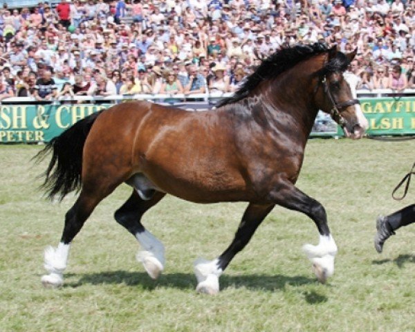 Pferd Rhydycar Hercules (Welsh-Cob (Sek. D), 2000, von Newydd Lloyd)