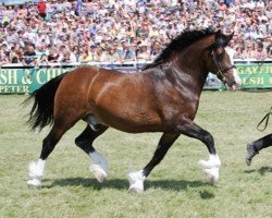 horse Rhydycar Hercules (Welsh-Cob (Sek. D), 2000, from Newydd Lloyd)