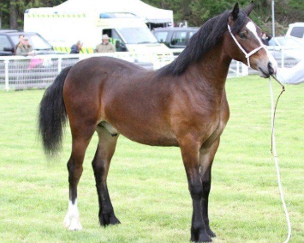 horse Rhydycar Rhys (Welsh-Cob (Sek. D), 2013)