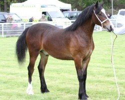 Pferd Rhydycar Rhys (Welsh-Cob (Sek. D), 2013)