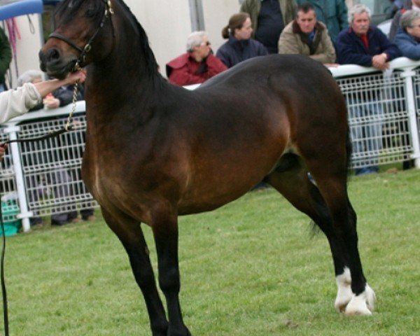 Pferd Gobannium Rhys (Welsh-Cob (Sek. D), 2005, von Derwen Railway Express)