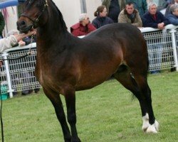 horse Gobannium Rhys (Welsh-Cob (Sek. D), 2005, from Derwen Railway Express)