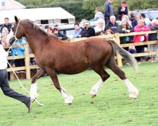 Zuchtstute Trefforest Ribbon (Welsh-Cob (Sek. D), 1991, von Nebo Daniel)