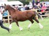 broodmare Trefforest Ribbon (Welsh-Cob (Sek. D), 1991, from Nebo Daniel)