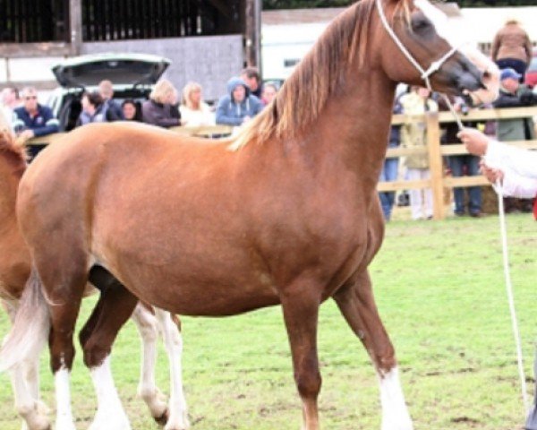 Zuchtstute Danaway Shannon (Welsh-Cob (Sek. D), 1995, von Tireinon Triple Crown)