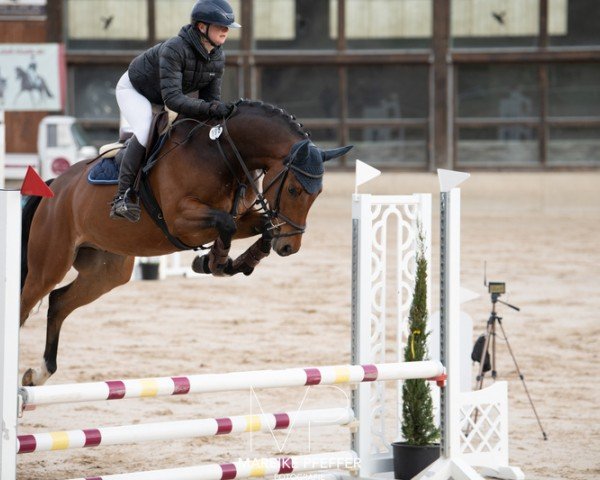 jumper Champaign 3 (German Sport Horse, 2019, from Conthargos)