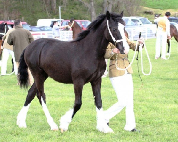 horse Danaway Bonnie Blue (Welsh-Cob (Sek. D), 2012, from Trevallion Connan)