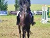 dressage horse No Mercy (German Riding Pony, 2017, from Wengelo's Nelson)